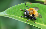 Dronefly (male, Eristalix tenax )